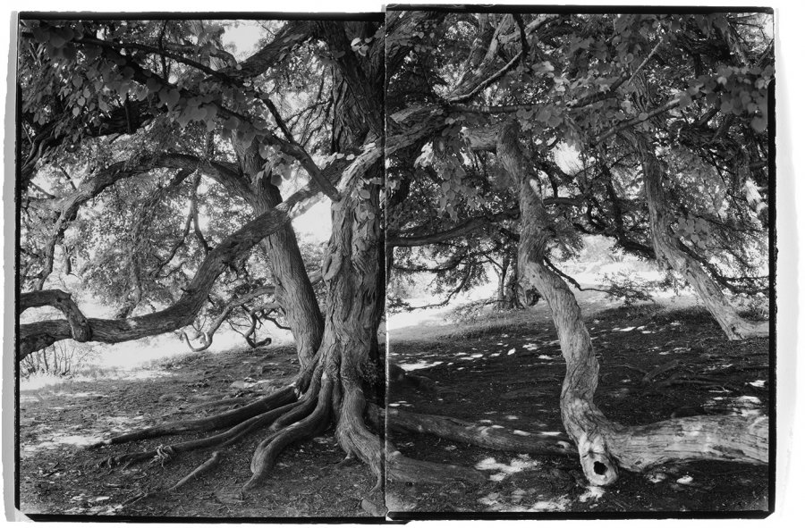 Katsura, Highland Park, Rochester, NY, B&W print, Fine Art Photography, Richard Margolis, Silver Gelatin Print