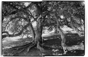 Katsura, Highland Park, Rochester, NY, B&W print, Fine Art Photography, Richard Margolis, Silver Gelatin Print